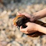 ⁦Naturehike Mountain Type Environmental Protection Bag - Brown⁩ - الصورة ⁦5⁩